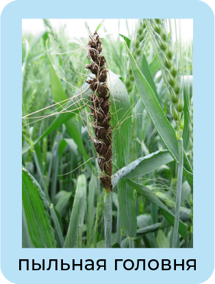 Летучая головня 8