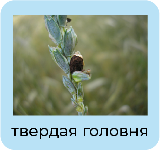 Летучая головня 9