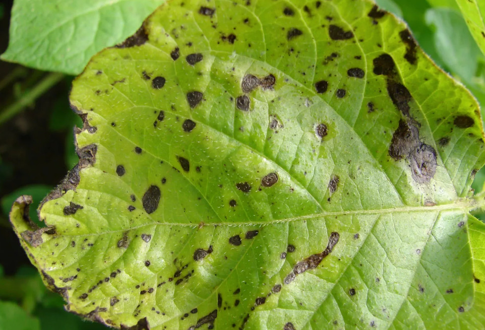 Альтернариоз 1