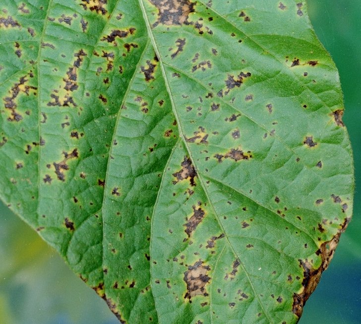 Аскохитоз 2