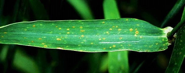 Бурая ржавчина 5