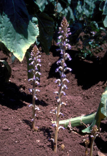 Волчок подсолнечный 11