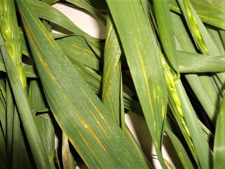 Гельминтоспориоз 6