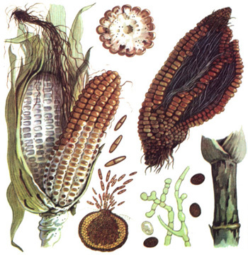 Диплодиоз 7