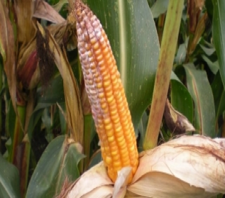 Корневая гниль 7