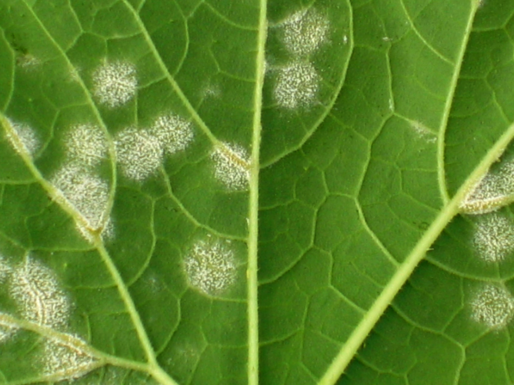 Мучнистая роса 4