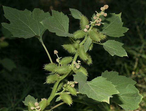 Нетреба обыкновенная Дурнишник 12