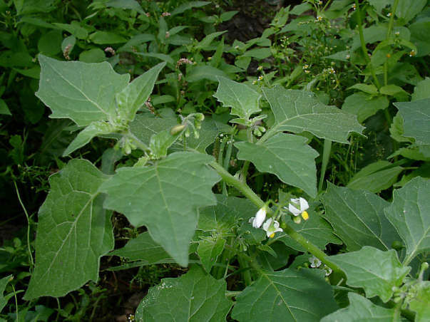 Паслен черный 13