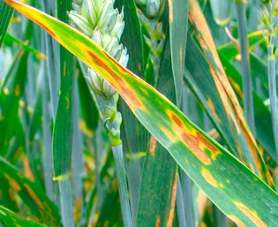 Септориоз11