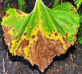 Септориоз 12